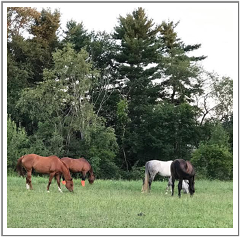 grazing horses